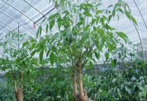 幸福树的寿命有多长 附幸福树的繁殖多久？