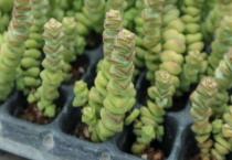 钱串子叶子发黄干枯是怎么回事