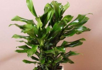 像玉米叶子一样叫什么花