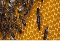 一箱意蜂一年分几箱 可自然分蜂也可人工分蜂