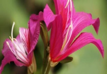 紫荆树和紫荆花的区别？