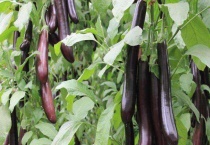 茄子需要授粉吗？