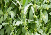 板蓝根种子价格及种植方法 附病虫害防治多久？