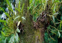 草和树有什么不同 附草和树的部分种类