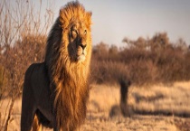 狮子是不是保护动物 狮子的形态是怎样的