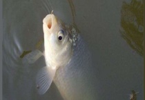 野钓鲫鱼用哪些饵料比较适合 饵料搭配有哪些技巧