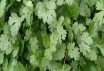 香菜根可以水培吗？