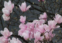 辛夷花是什么花