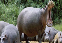 河马吃什么 并介绍它的繁殖习性