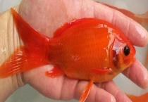 草金鱼一年时间可以长到多大 怎样养殖草金鱼