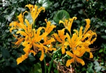 忽地笑能种家里吗？