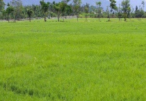 怎样养护草地 附其在园林绿化中的作用