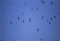 燕子吃什么害虫