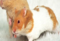 仓鼠近亲繁殖有什么影响 仓鼠的发情时间