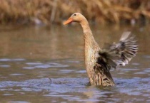 为什么鸭子不怕冷