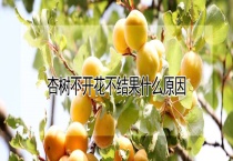 杏树不开花不结果什么原因？
