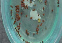 花椒水泡脚的好处 花椒水泡脚的注意事项