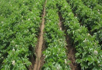 薯芋类蔬菜的采收标准 附马铃薯的分级标准