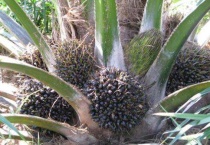 世界油王是什么植物