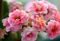 长寿花开花期间怎么浇水