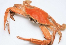 感冒了可以吃螃蟹吗？