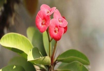 铁海棠（虎刺梅）是否有毒 可否放在室内 注意事项有哪些？