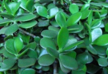 玉树耐寒多少度