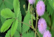 含羞草和含羞树有哪些区别？ 详细如下