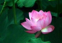 荷花的果实是什么？