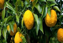 香橼树结果需要几年 附种植多久？