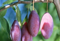 乌梅产地在哪 乌梅的好处