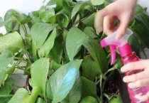 阿司匹林浇花多久一次