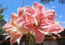 朱顶红有哪些品种