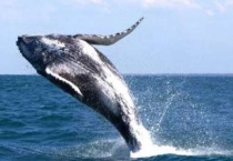 座头鲸如何分娩