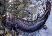 人为导致娃娃鱼疾病的原因 运输不当、饵料未消毒、药品使用不当、人为等原因？