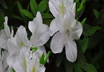 映山白与白杜鹃的区别？