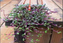 玉树的叶子长什么样