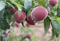 毛桃种催芽多久？