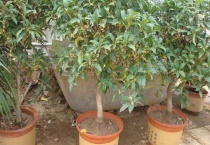 四季桂花树盆栽怎么养