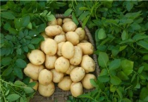 土豆属于植物的果实吗？