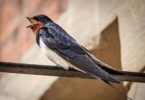 燕子是卵生动物还是胎生动物