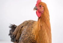 蛋鸡养殖成本和利润 可参照下列分析