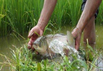 稻花鱼多少钱一斤 附养殖前景和效益