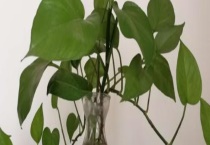 水培绿萝的养殖方法和注意事项 附养殖环境