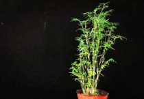 观赏竹子怎么养