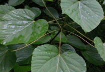 梧桐树的叶子是什么颜色的