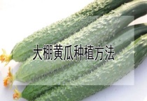 大棚黄瓜种植多久？
