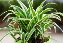 吊兰夏天蔫了咋办