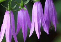 蓝风铃花谢后怎么多久？