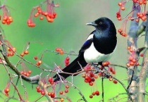 喜鹊可以家养吗？